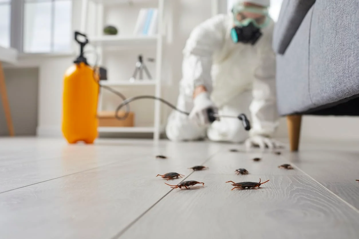 pest-infestations-landlord-home-emergency-cover